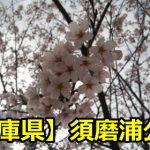 【兵庫県】須磨浦公園のお花見は夜桜のライトアップが良い？桜の見頃はいつ？