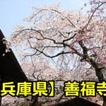 兵庫県善福寺の花見の場所取りはどうする？穴場の駐車場と桜の見頃はいつ？