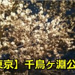 東京千鳥ヶ淵公園の花見のライトアップの時間は？桜の見ごろはいつ？
