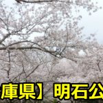 兵庫県明石公園の花見の夜桜のライトアップはあるの？開花時期と見頃はいつ？