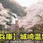 兵庫県城崎温泉の桜の見ごろと名所は？開花情報とライトアップについても！