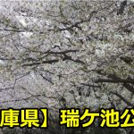 兵庫県瑞ケ池公園の桜の見頃は？穴場の駐車場とバーベキューについて！
