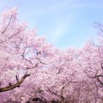 東京の花見の開花＆満開予想2017年版！代々木公園や八王子は？