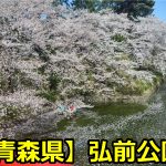 弘前公園の花見の混雑時間や桜の見頃は？場所取りや近場の駐車場は？