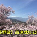 長野県高遠城址公園の花見の穴場や見頃はいつ？桜のライトアップについても！