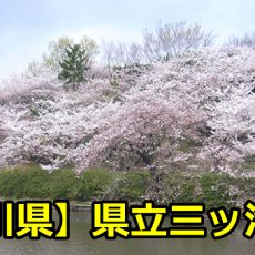 【神奈川県】県立三ツ池公園でお花見を楽しもう！桜の見ごろと開花予想・状況は？