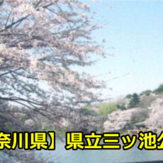 【神奈川県】県立三ツ池公園のお花見の穴場は？近場の駐車場とアクセスについて！