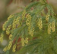 花粉の飛散の時期と種類から自分のアレルギーを知ろう！