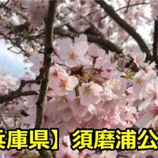 【兵庫県】須磨浦公園のお花見は場所取りが大事？駐車場や混雑時間について！