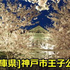 [兵庫県]神戸市立王子公園のお花見は夜桜通り抜けがおススメ？見頃はいつ？
