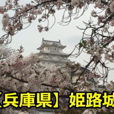 姫路城の花見のライトアップは何時まで？桜の見頃と穴場はある？