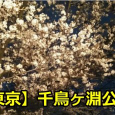東京千鳥ヶ淵公園の花見のライトアップの時間は？桜の見ごろはいつ？