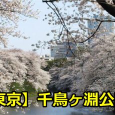 東京千鳥ヶ淵公園の花見の穴場は？場所取りや宴会で気を付ける事！