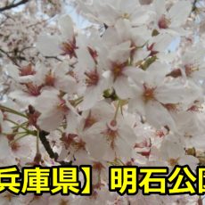 兵庫県明石公園の花見の混雑時間は？穴場の場所取りや駐車場まとめ！