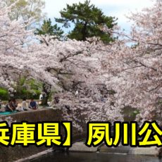 兵庫県夙川公園の花見の場所取りは？穴場の駐車場と混雑時間について！