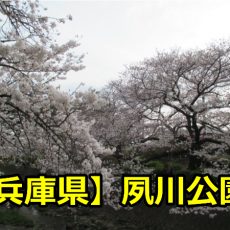 兵庫県夙川公園の花見は夜桜もすごい？ライトアップの時間と桜の見頃は？