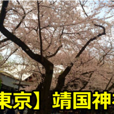 靖国神社の桜の満開予想はいつ？開花時期と見ごろも知っておこう！