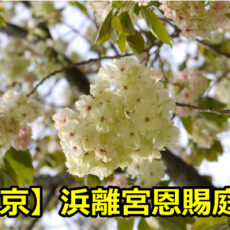 東京浜離宮恩賜庭園の桜の見頃は？ライトアップと宴会の混雑状況について！