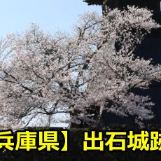 兵庫県出石城跡の桜の見頃はいつ？花見の穴場や駐車場についても！
