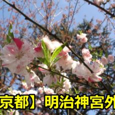 明治神宮外苑の桜の穴場の場所や見頃は？花見や宴会の混雑時間はいつ？