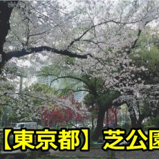 東京芝公園に花見の穴場スポットはある？場所取りや混雑時間は？