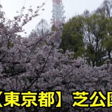 東京芝公園の桜のライトアップがヤバい？見頃と場所取りについても！