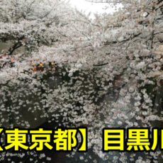 東京目黒川の花見の見頃はいつまで？場所取りや開花・満開情報についても！