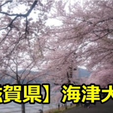 滋賀県海津大崎の花見の穴場や桜の見頃の時期は？開花予想や駐車場も！