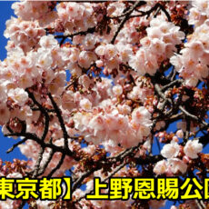 上野恩賜公園の花見のライトアップはいつまで？場所取りや混雑期間は？