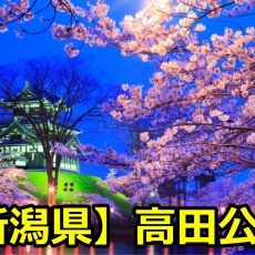 新潟県高田公園の花見のライトアップの時間は?場所取りや桜の見頃は? 新潟県高田公園の花見のライトアップの時間は?場所取りや桜の見頃は?