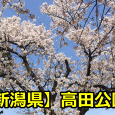 新潟県高田公園の花見の屋台の時間は？臨時駐車場や開花について！