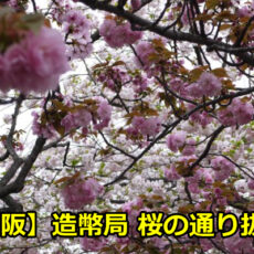 造幣局桜の通り抜けの夜桜のライトアップはいつから？見頃や穴場も！