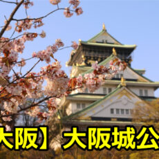 大阪城公園の花見の場所取りの穴場は？ライトアップ期間や見頃について！