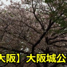大阪城公園の桜の開花情報や予想は？駐車場や混雑期間について！
