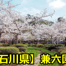 石川県兼六園の花見橋がおすすめ？花見の穴場や交通規制について！