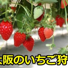 大阪のイチゴ狩りの穴場は？人気で予約なしで行けるおすすめのランキング