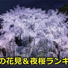 東京の花見と夜桜の穴場スポットランキングベスト3！