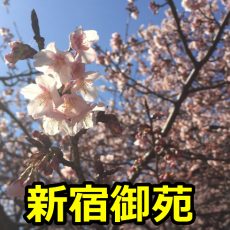 新宿御苑の花見の場所取りで気を付ける事は？穴場や見頃はいつ？