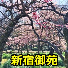 新宿御苑の花見の夜桜のライトアップはある？駐車場や混雑予想について！